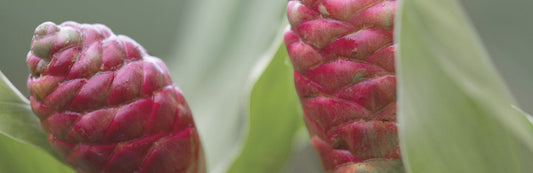 close up image of an awapuhi plant