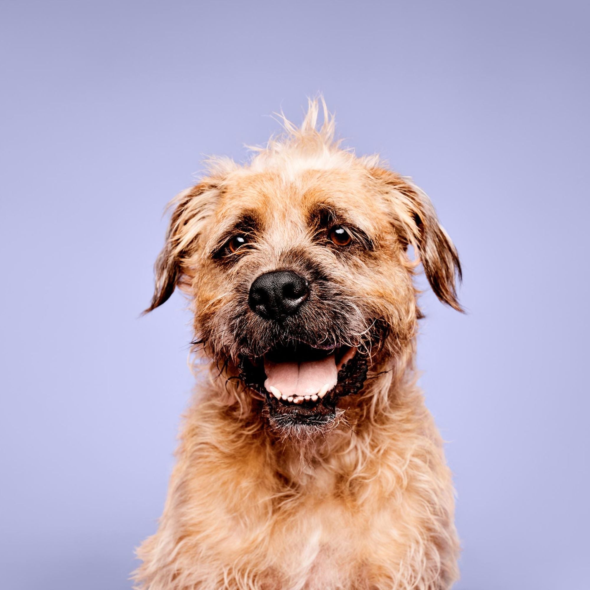 Calming Lavender Mint Pet Care