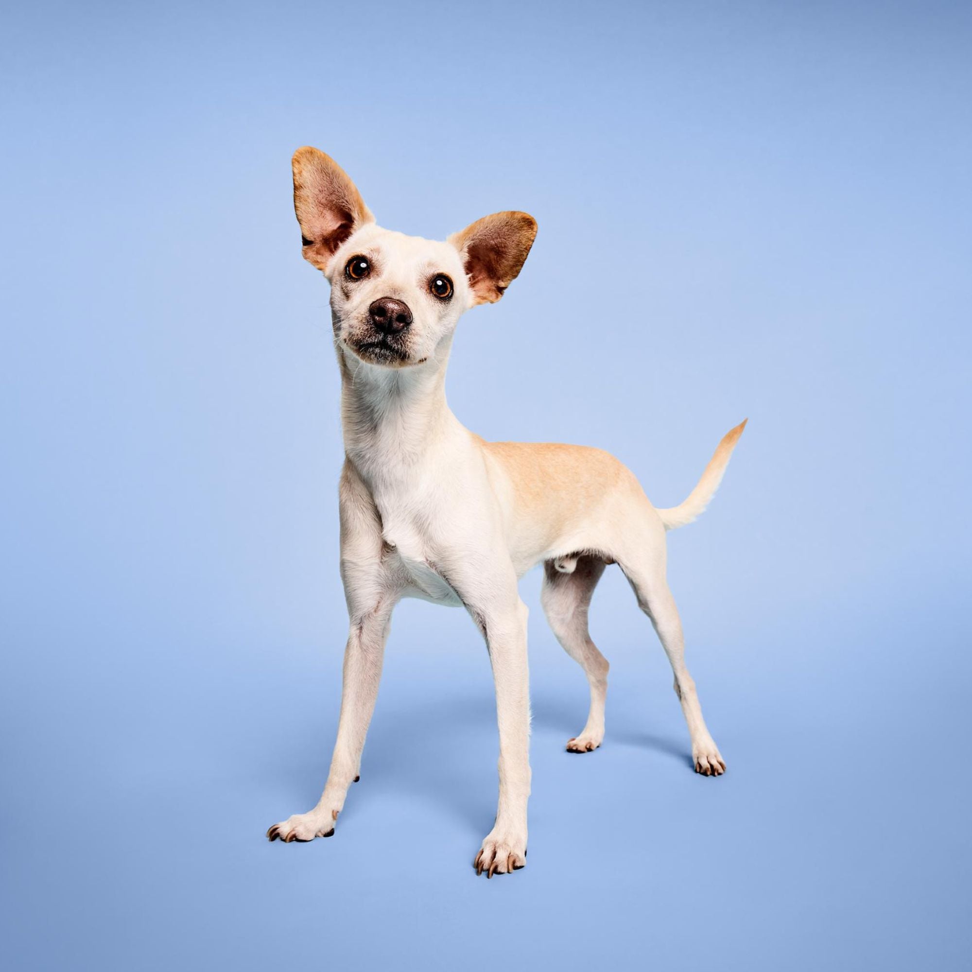 Nourishing Awapuhi Pet Grooming Products