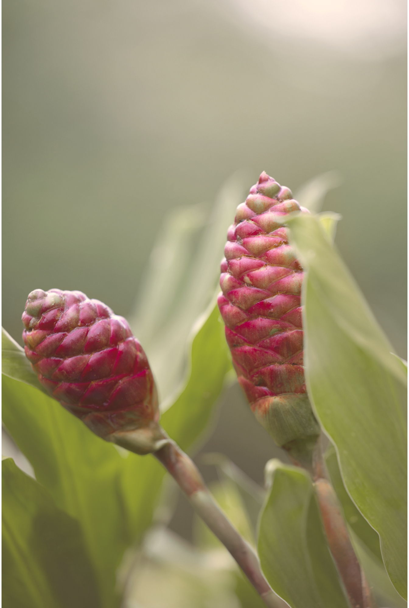<em>Hawaiian Awapuhi Ginger</em>