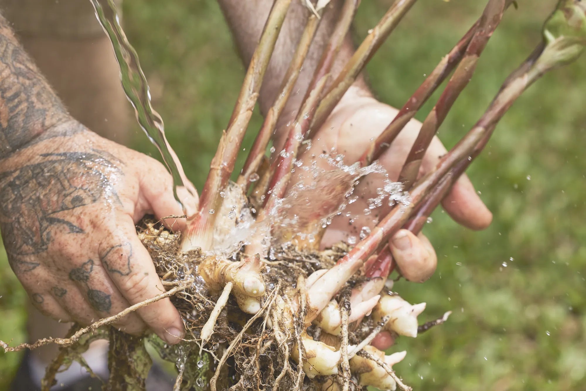 Sustainable <em>Awapuhi Ginger</em>