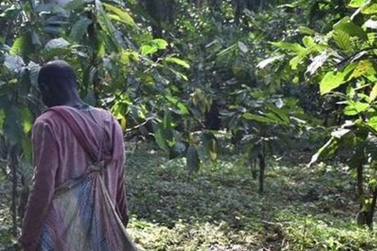 New <em>Agroforestry Project</em>