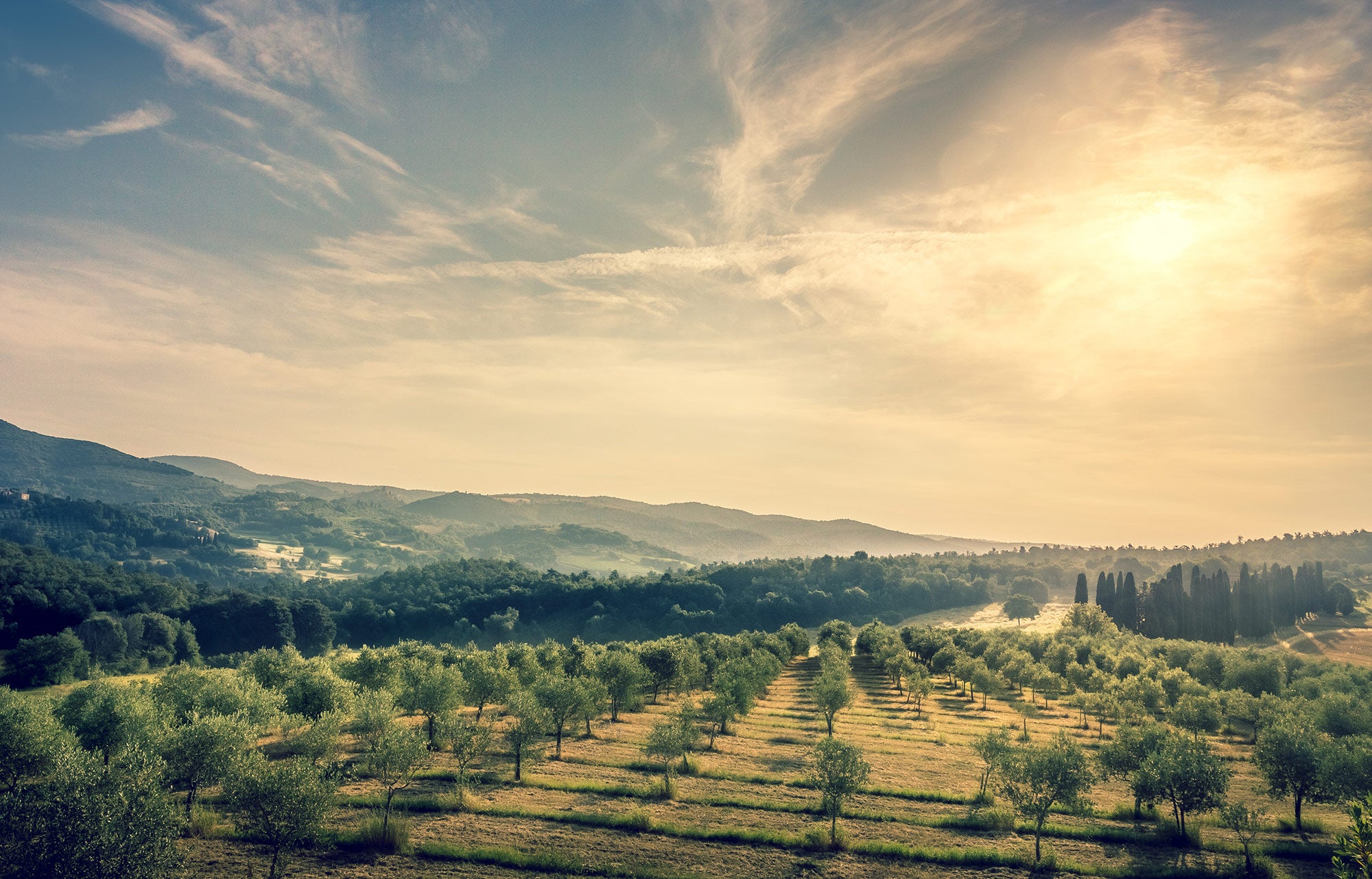 Landscape with rows of trees under a cloudy sky