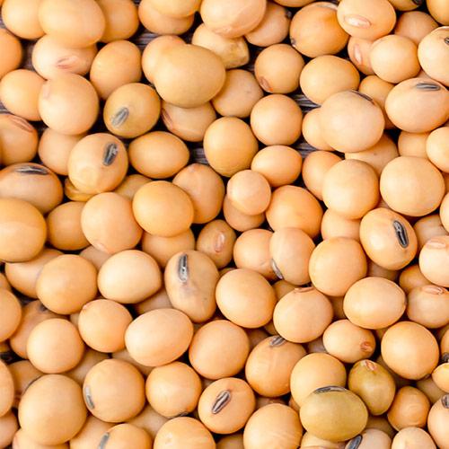 Soy Protein