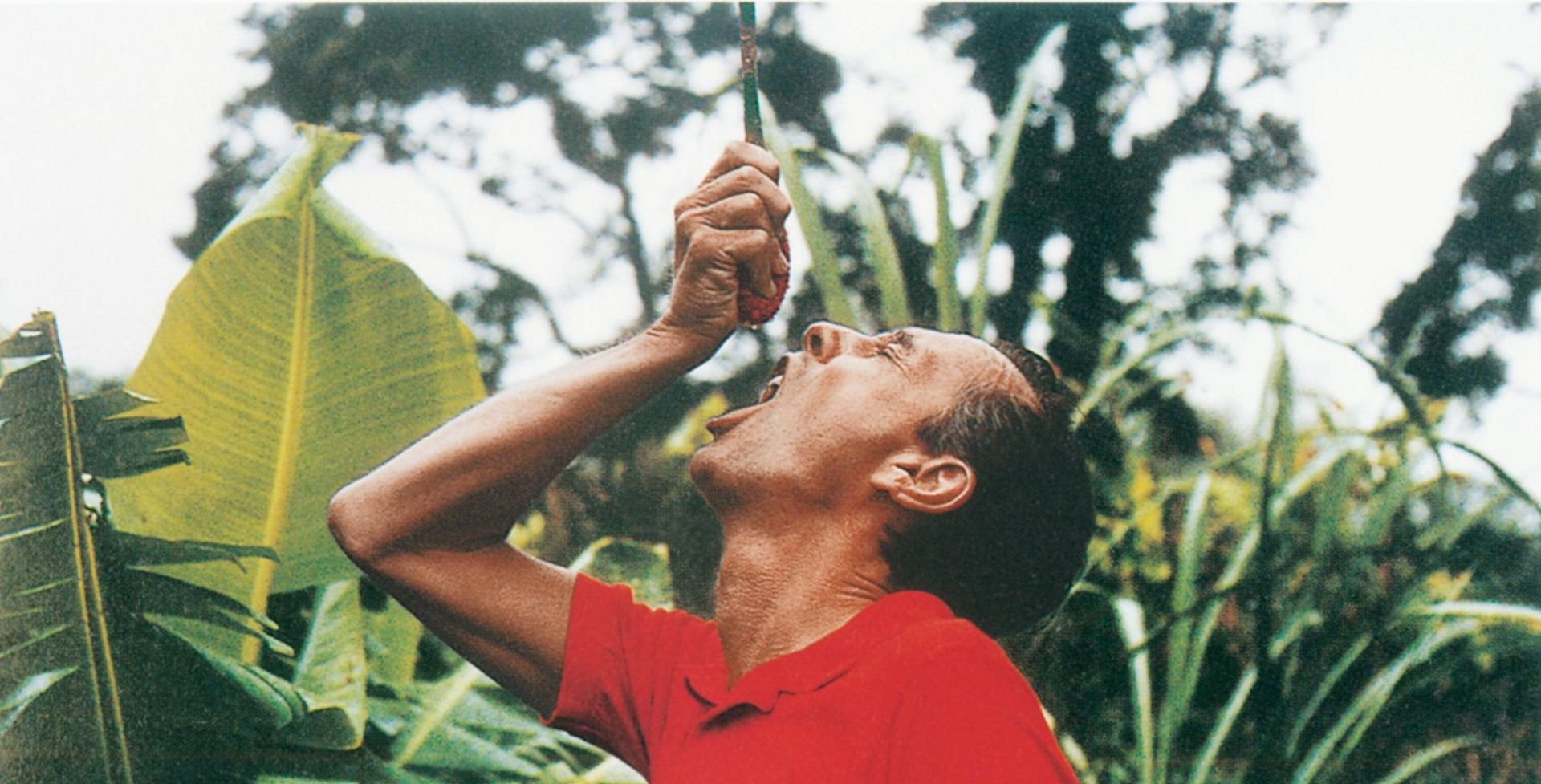 Image of Paul Mitchell squeezing the juice of an Awapuhi plant into his mouth