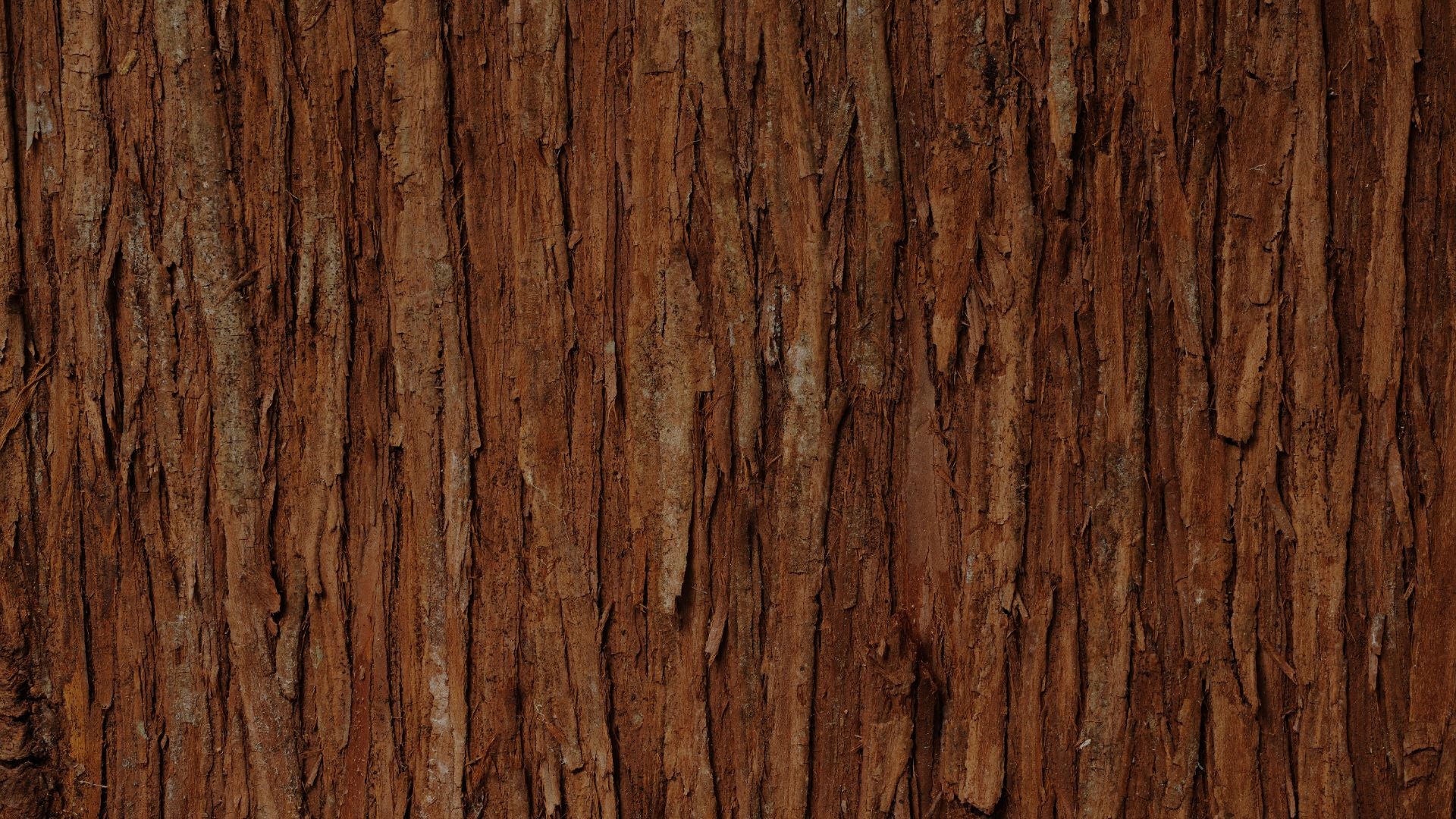 Image of bark from a tree