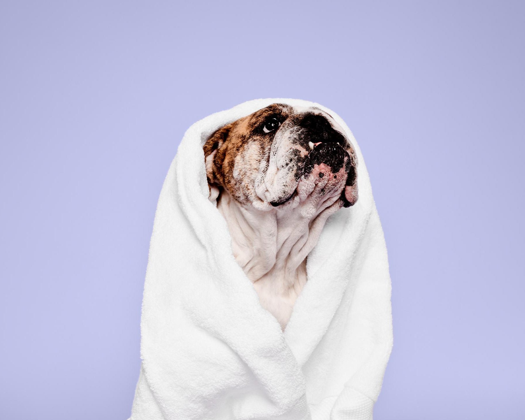 <em>A Complete Collection for Pampered Pups</em>