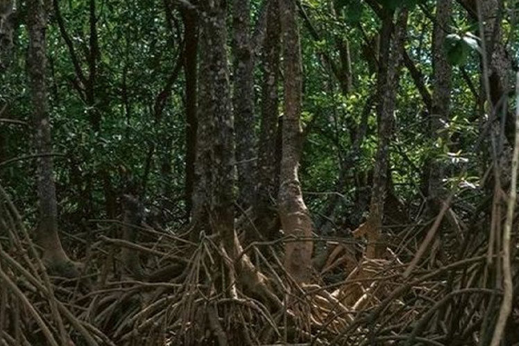 New Mangrove <em>Restoration Project</em>
