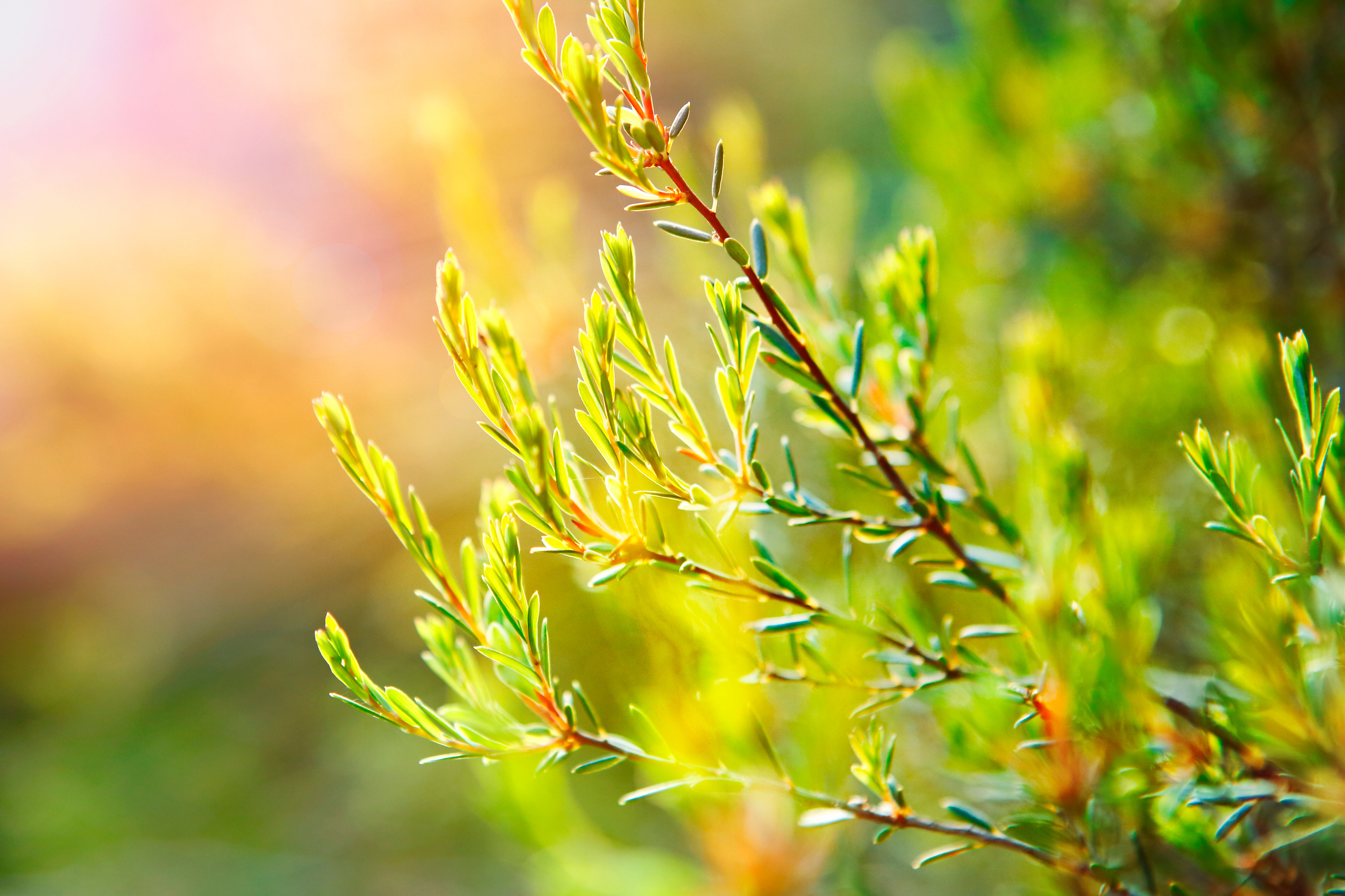 <em>Responsible Sourcing</em>