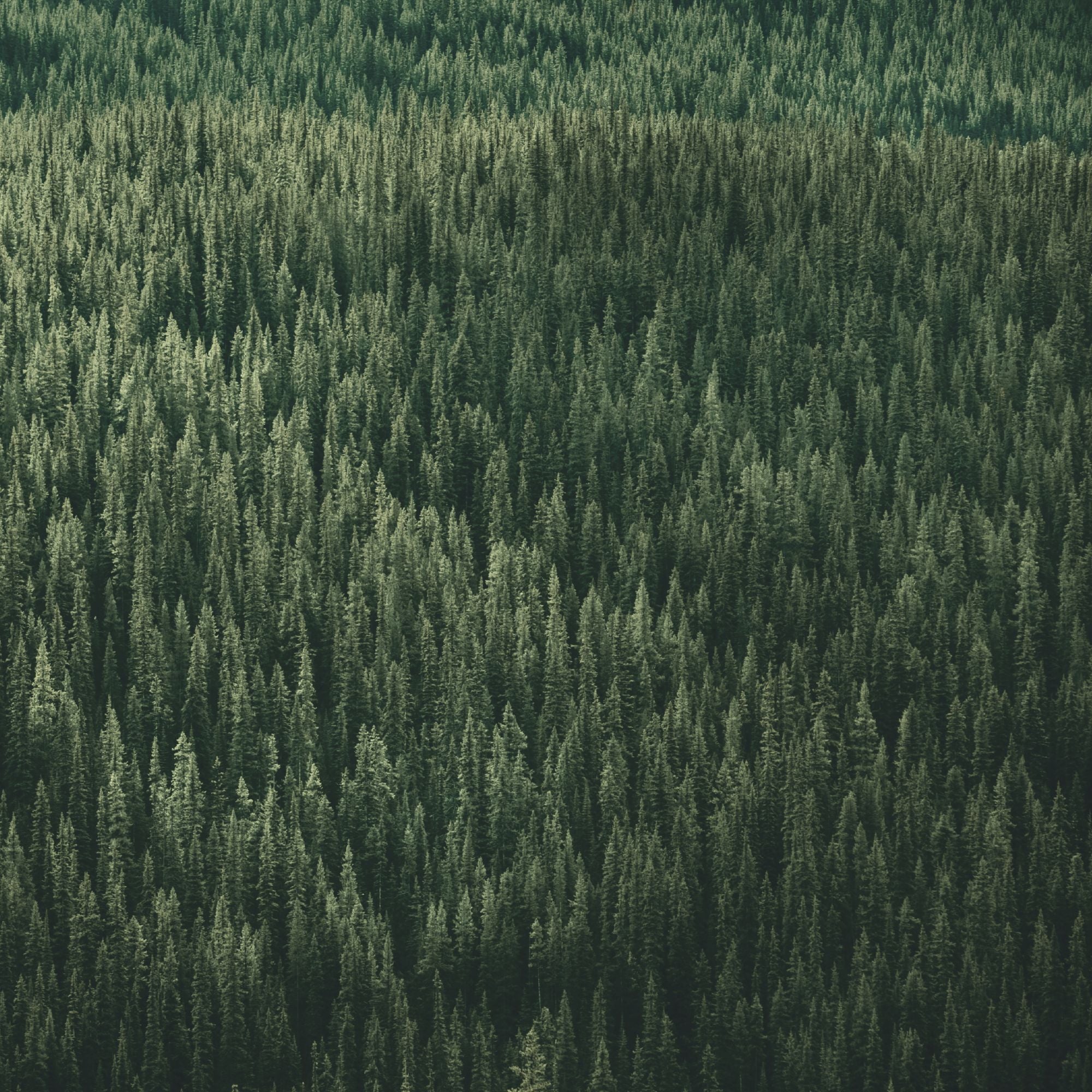 Reduce Our Carbon Footprint