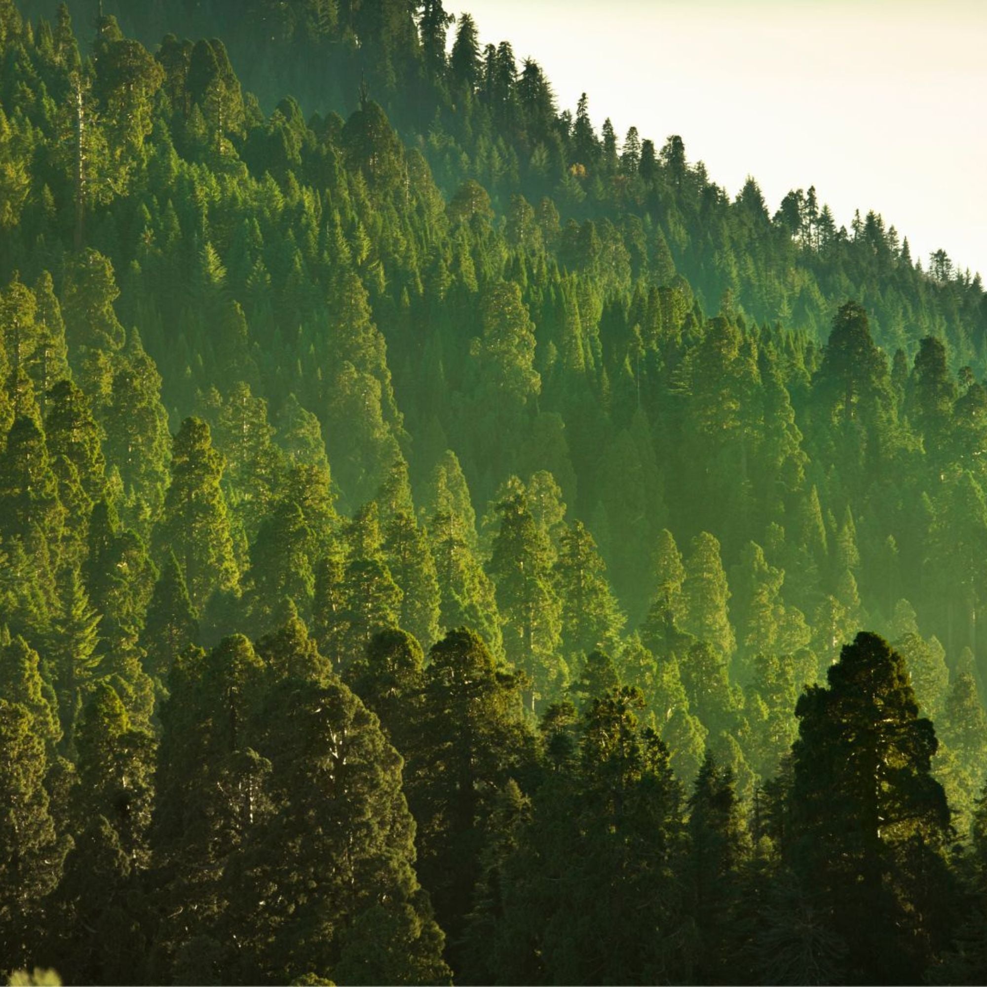 <strong>2,000,000 </strong><em>Trees Planted By 2030</em>