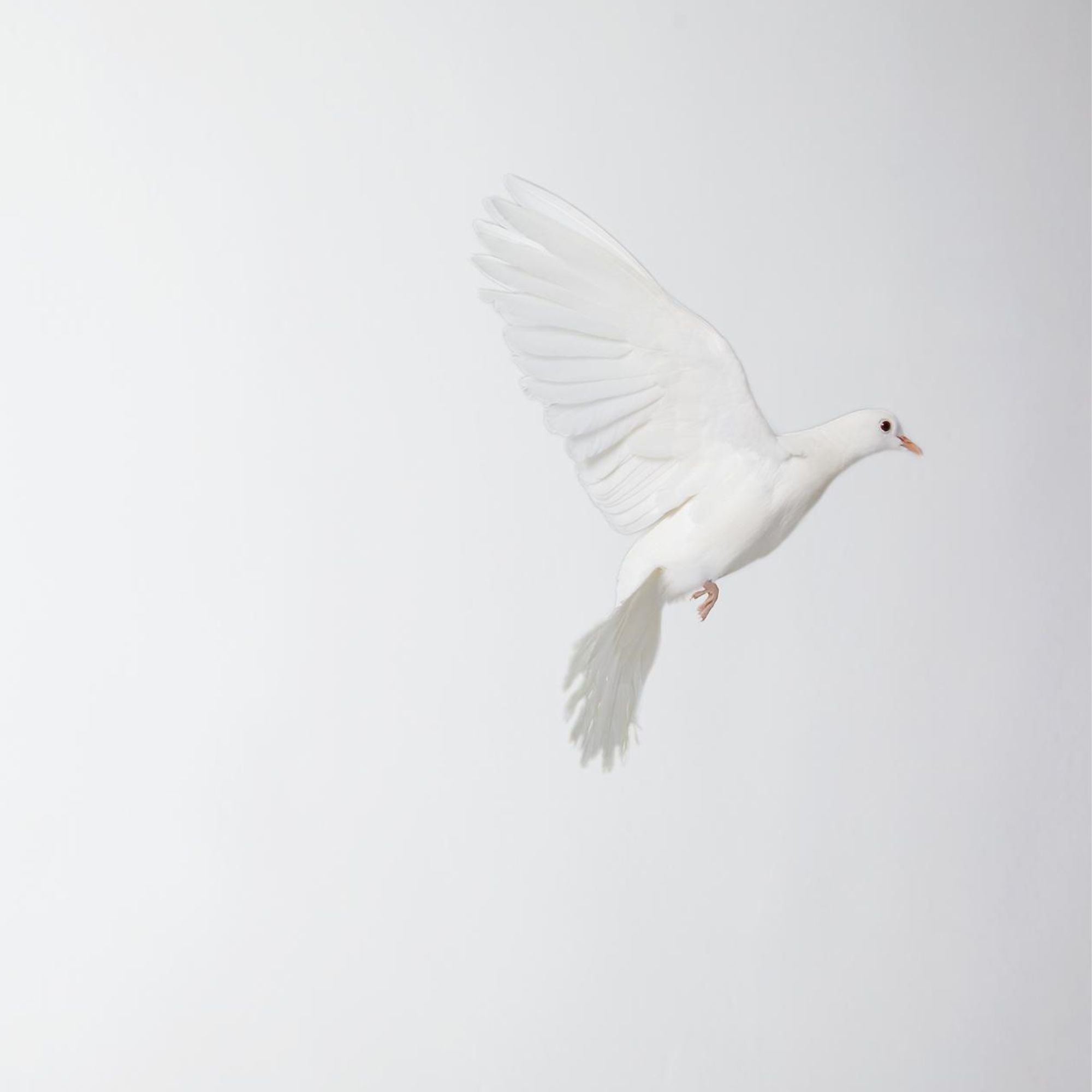 <strong>Committed </strong><em>To Cruelty-Free Products And Sourcing</em>