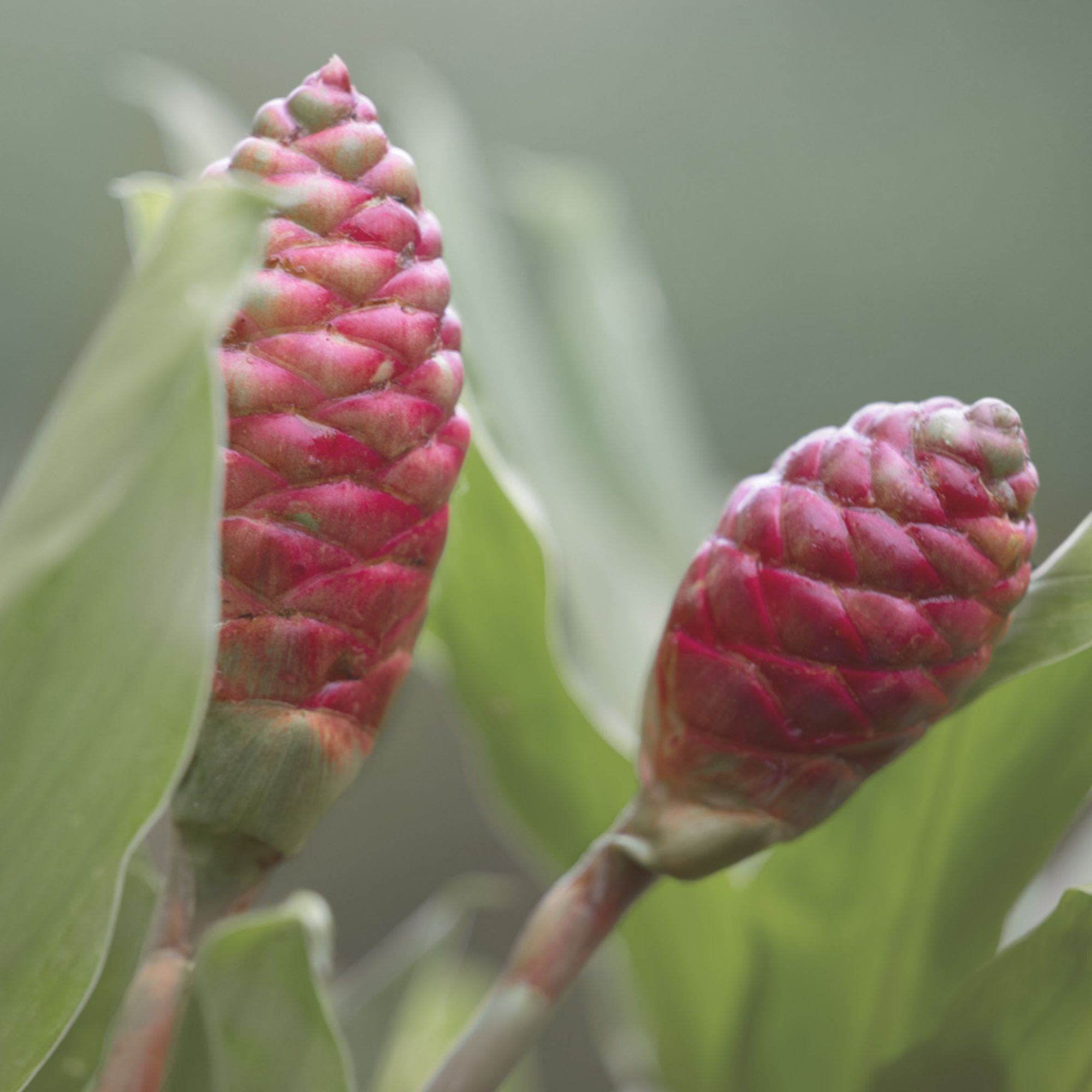 <em>Regenerative Roots</em>