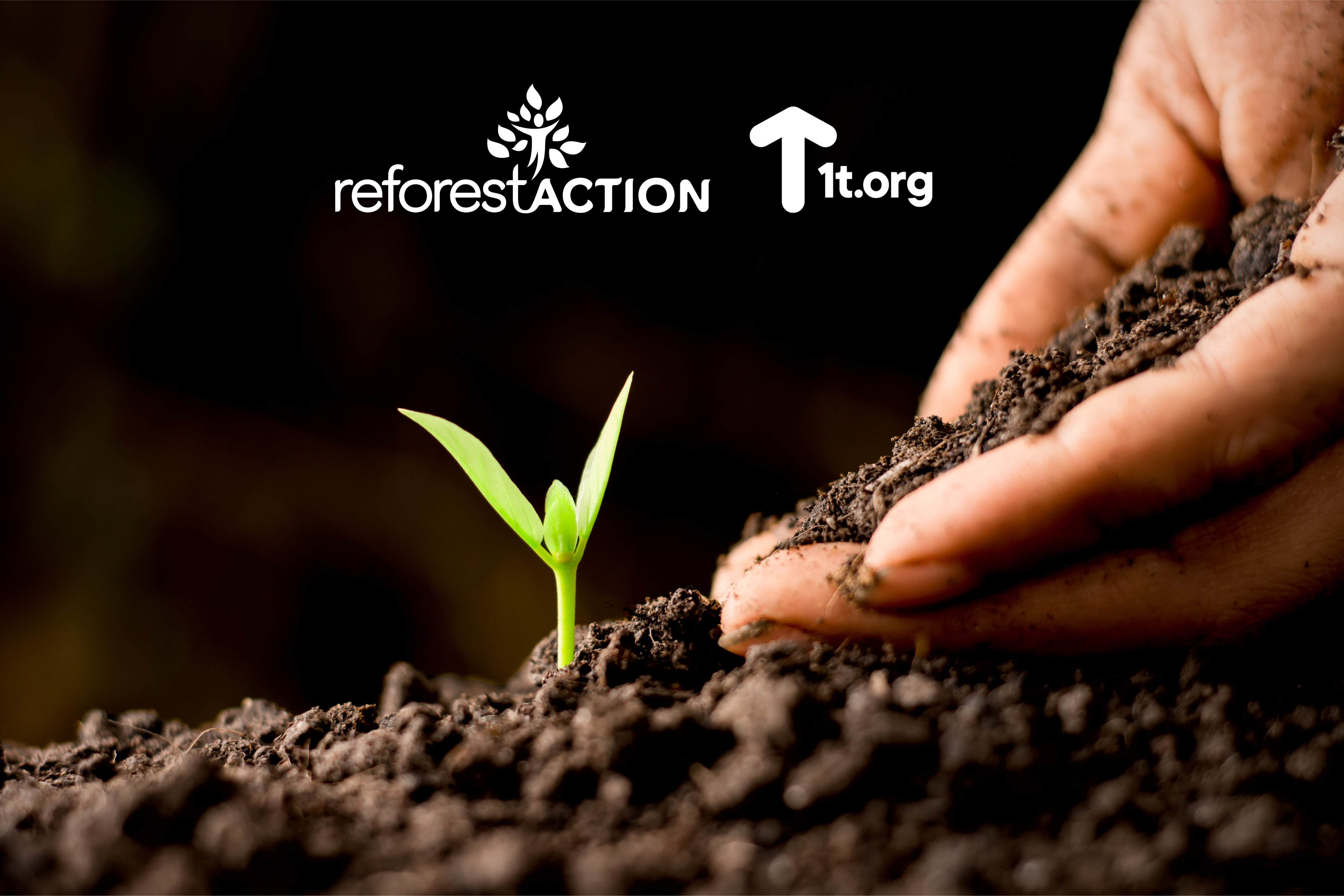 <em>One Million Trees Planted and Counting</em>