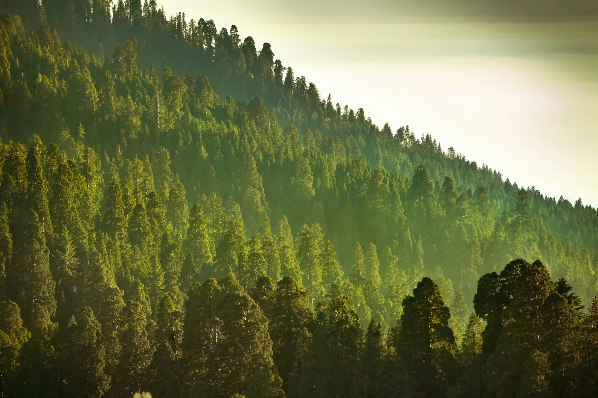 Tall trees on a mountain slope with sunlight filtering through the foliage