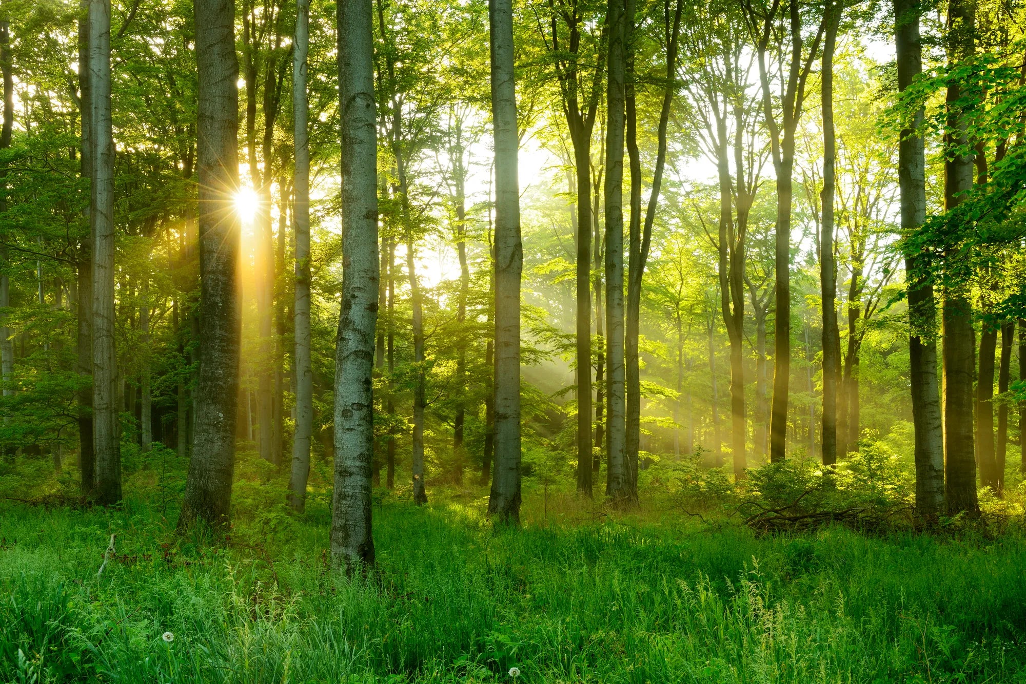 Sunlight filtering through trees in a forest