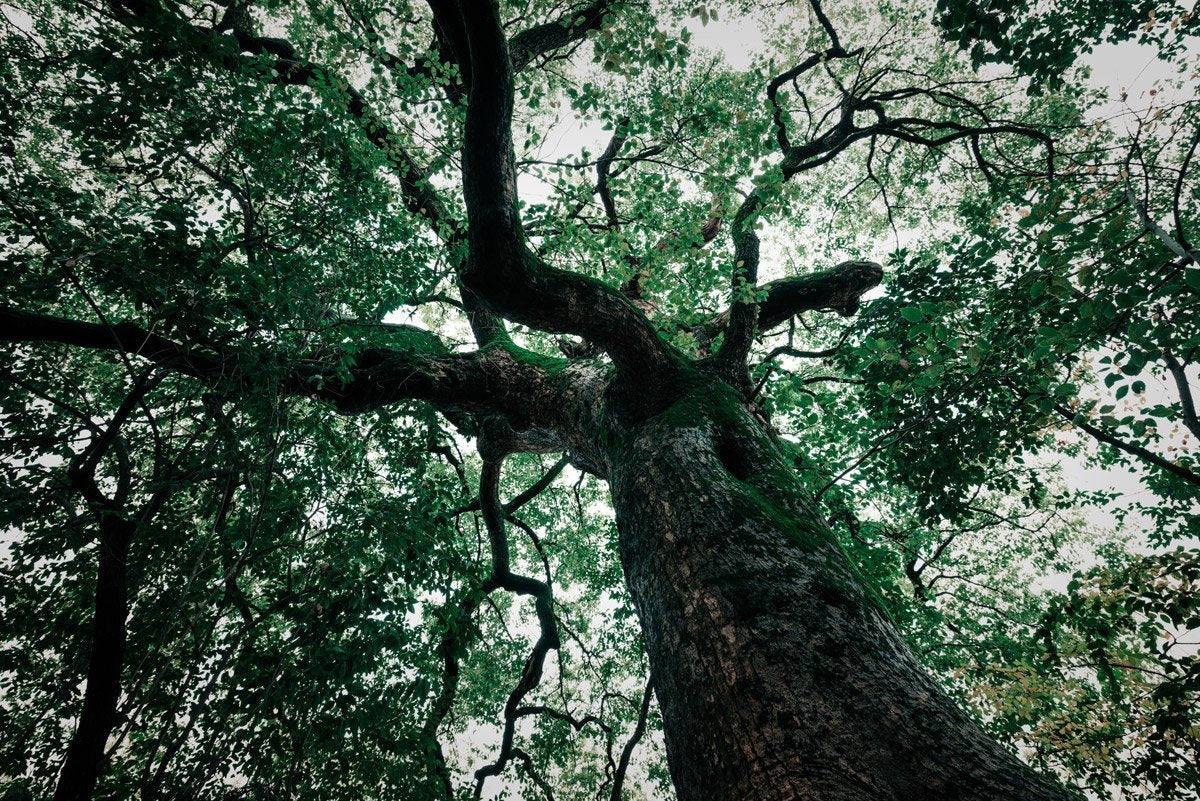 <em>Why the Amazon?</em>