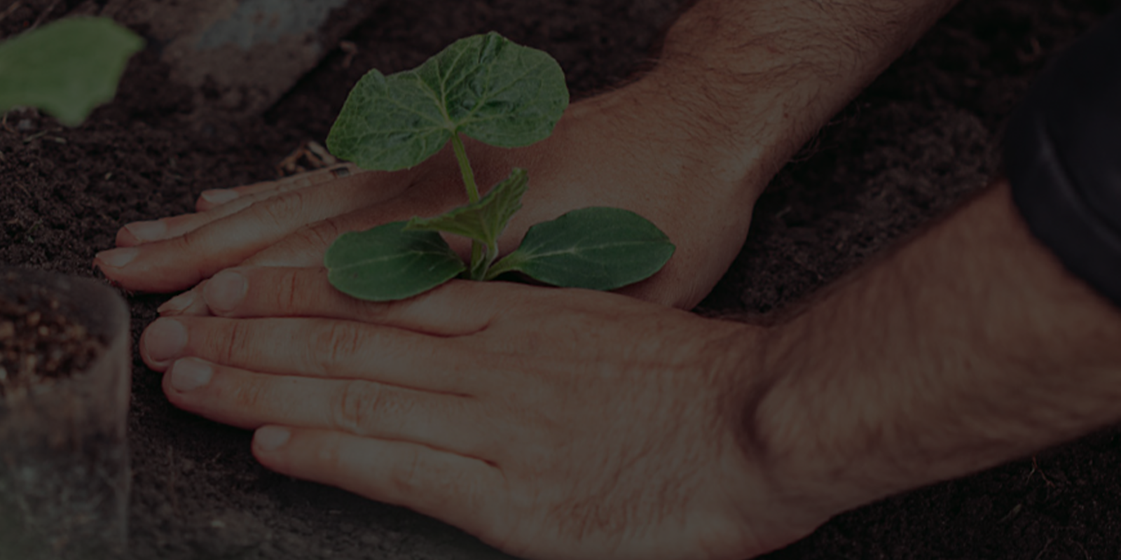 Male planting tree in fresh soil