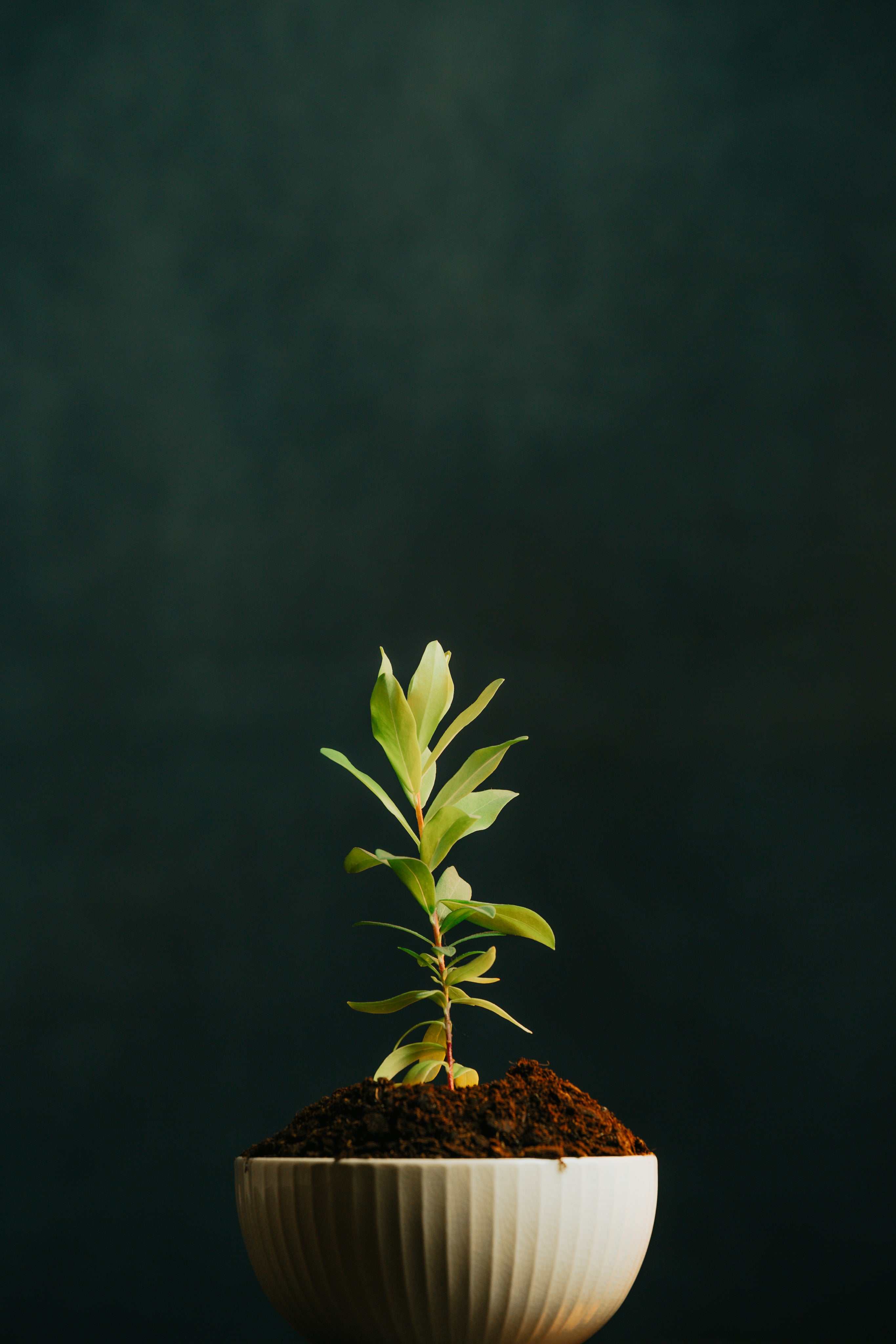 Image of plant in pot on a neutral background