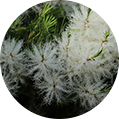 Australian Tea Tree