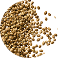 Hemp-Based Cleansing Ingredient