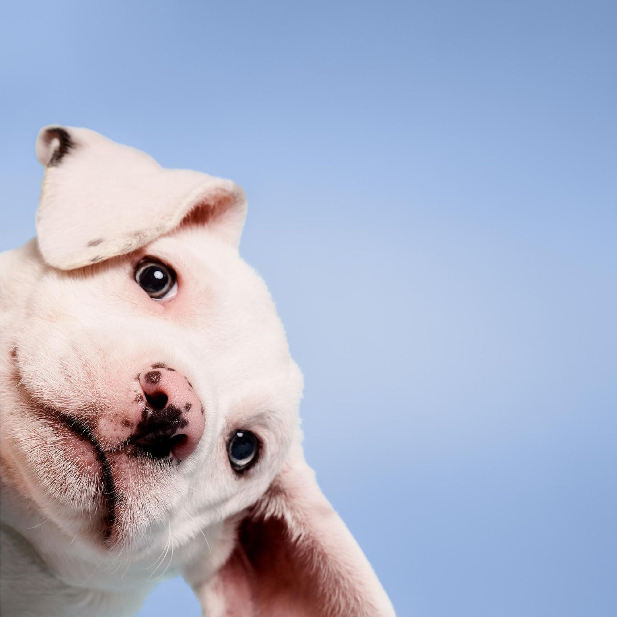 Puppy with white fur on a blue background
