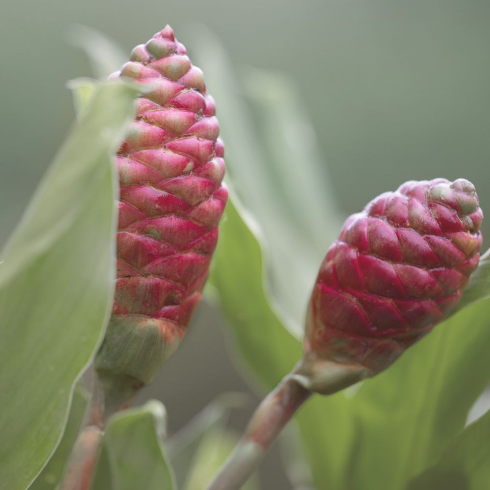 Awapuhi Ginger