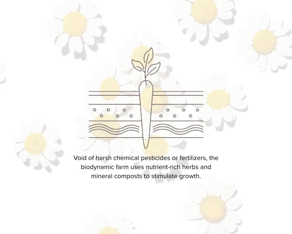 <em>Cultivating </em>Clean Beauty
