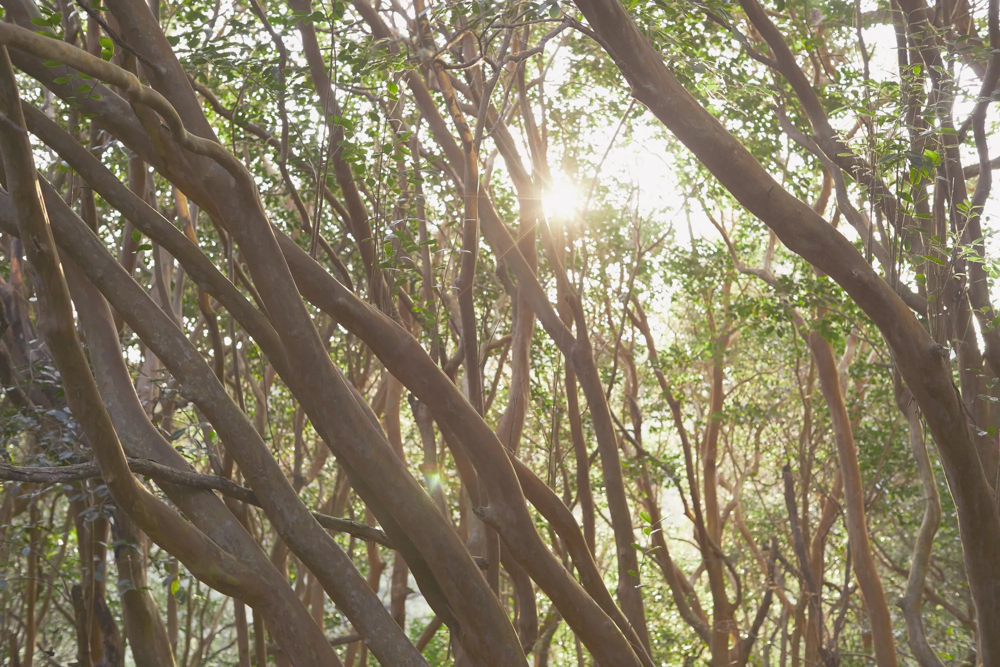 Sunlight filtering through a dense forest canopy