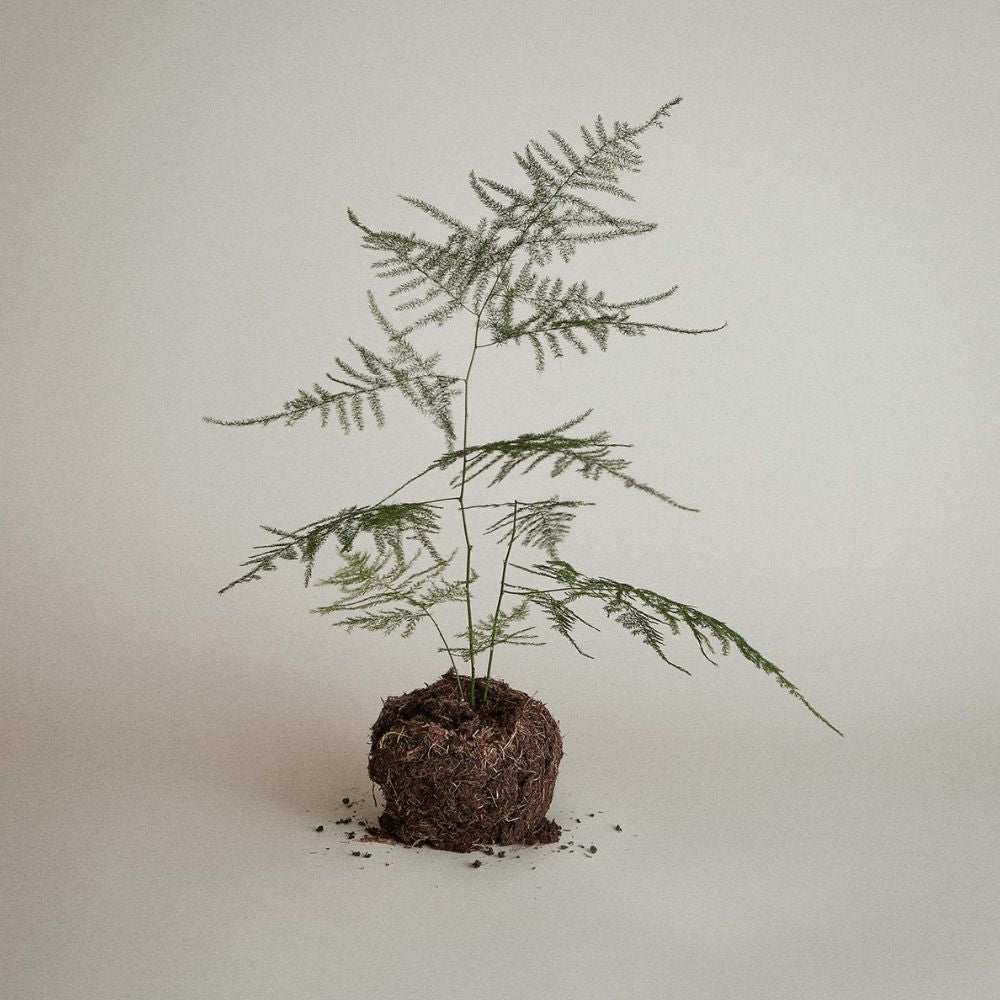 Australian Tea Tree