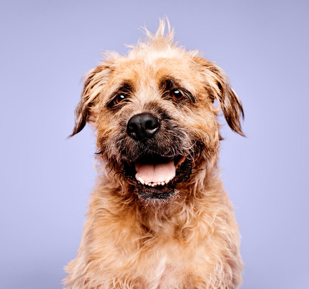 Calming Lavender Mint Spray | Paul Mitchell Pet | JPMS