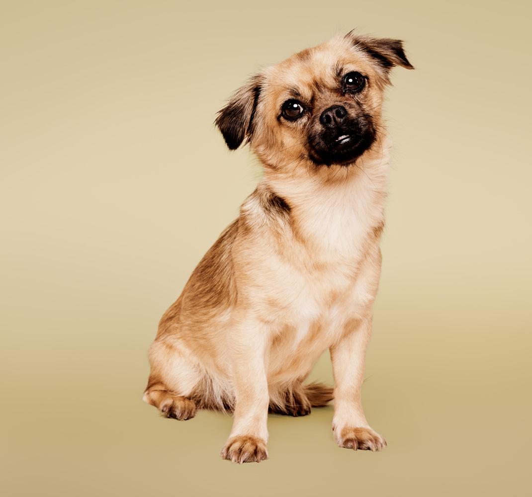 Soothing Oatmeal No-Rinse Shampoo Foam | Paul Mitchell Pet | JPMS