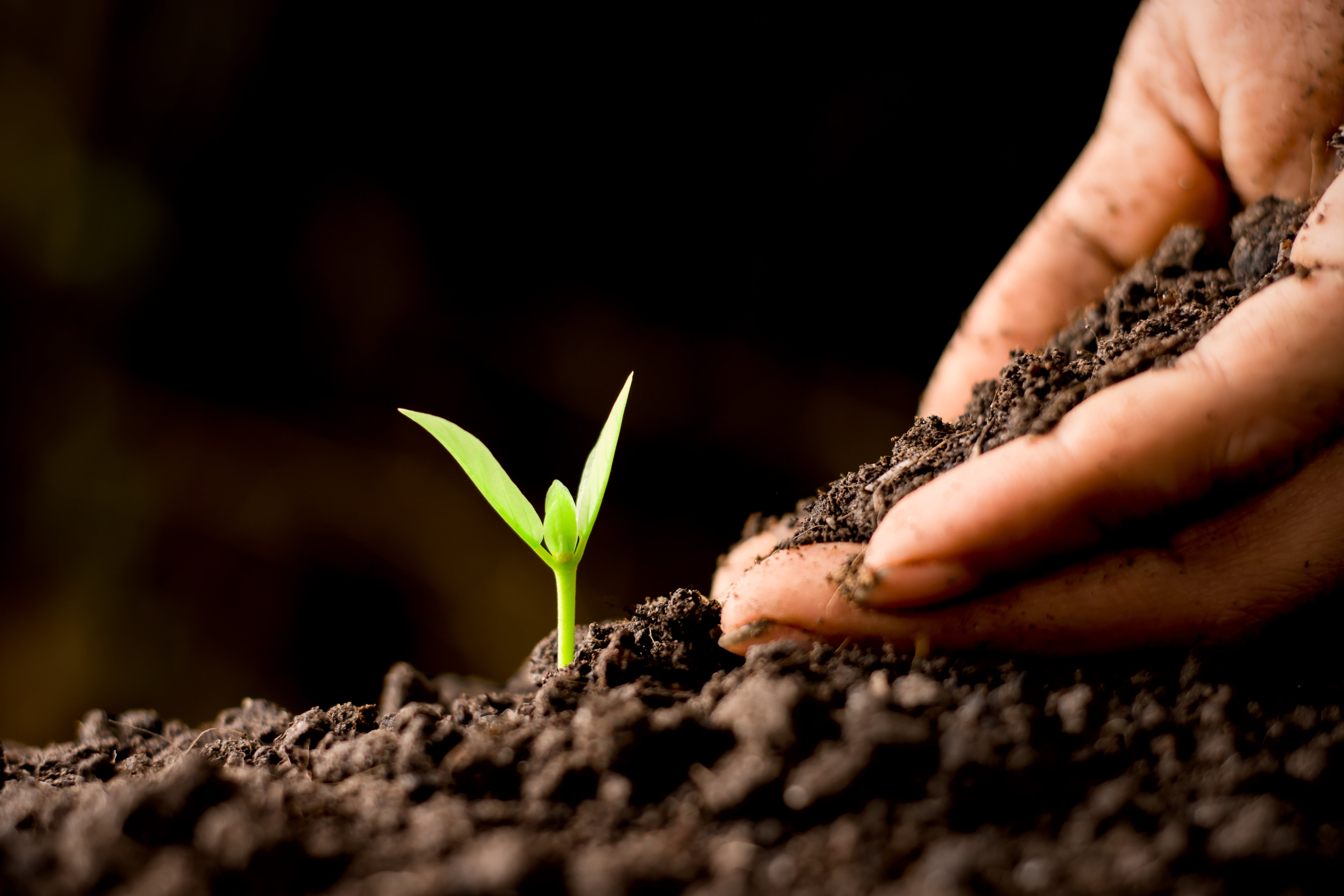 <em>Regenerative</em> <strong>Roots</strong>