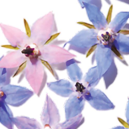 Borage Oil