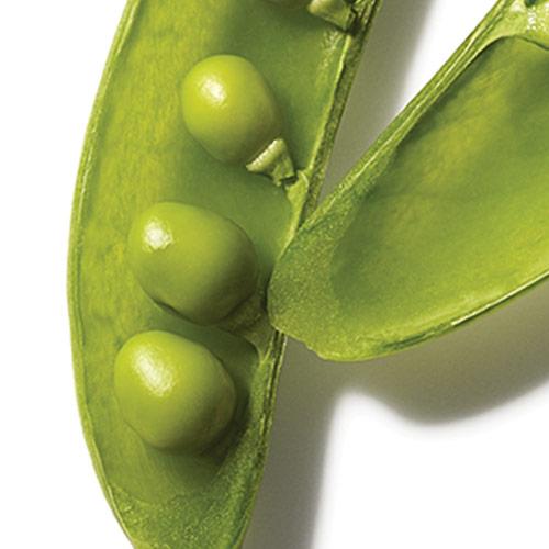 Pea Protein