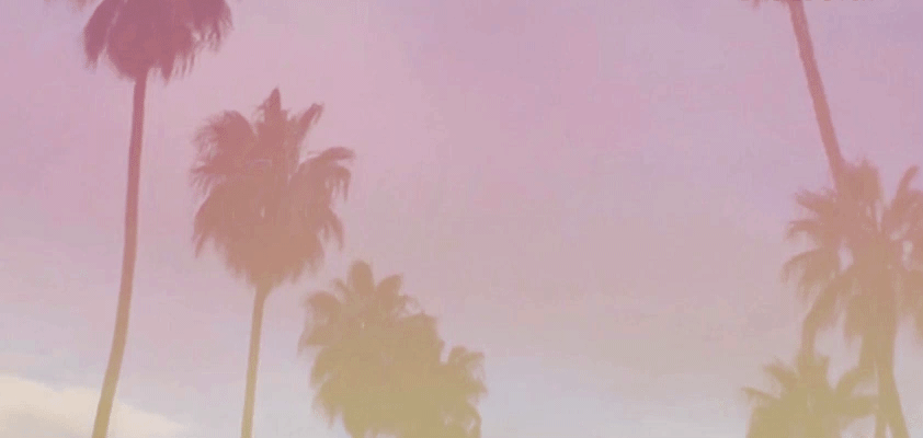 Palm trees desktop background image