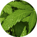 Hemp Extract