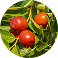 Jojoba Oil