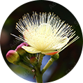 Pequi Oil