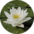 Water Lily Root