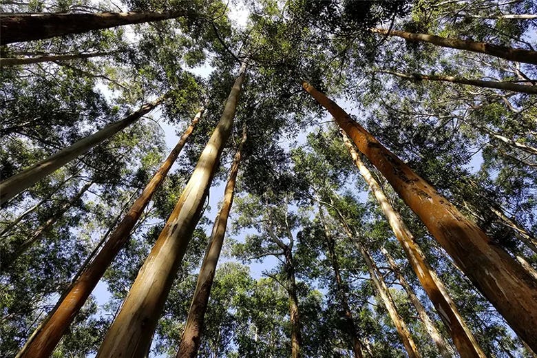 Tea Tree Hemp: Bringing Forest Bathing Home 