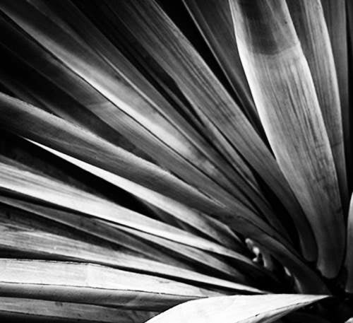 image of agave eaves