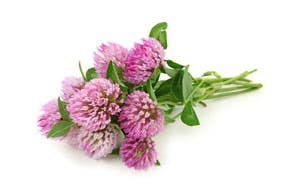 image of clover flower