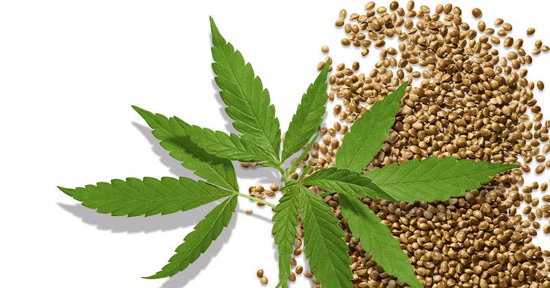 image of hemp leaves and seeds